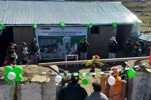 INIA implementa módulos de producción alpaquera que beneficia a comunidades campesinas de Ayacucho. ANDINA/Difusión