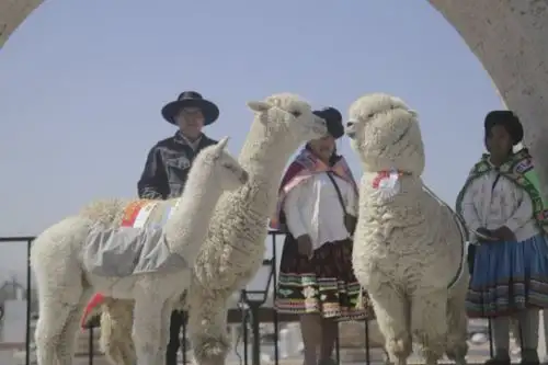 Arequipa se vistió hoy de color y encanto para festejar el Día Nacional de la Alpaca en la plaza Yanahuara. Foto: ANDINA/Difusión