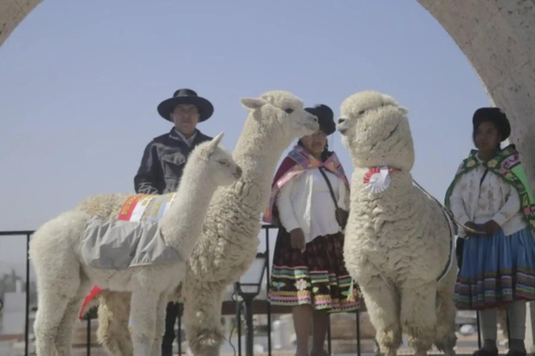 Arequipa se vistió hoy de color y encanto para festejar el Día Nacional de la Alpaca en la plaza Yanahuara. Foto: ANDINA/Difusión