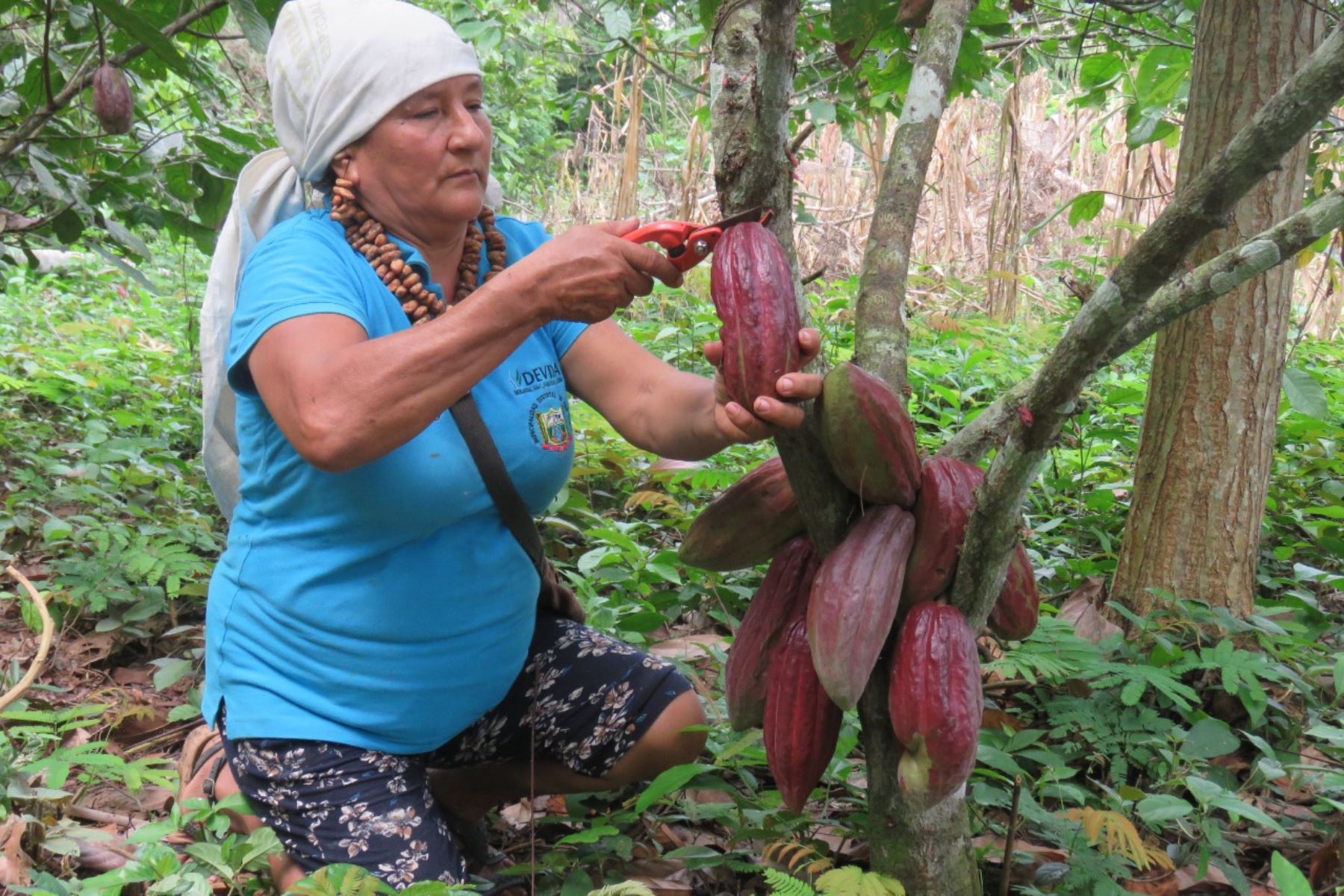 INIA invierte S/ 13 millones para potenciar la calidad del cacao peruano. ANDINA/Difusión