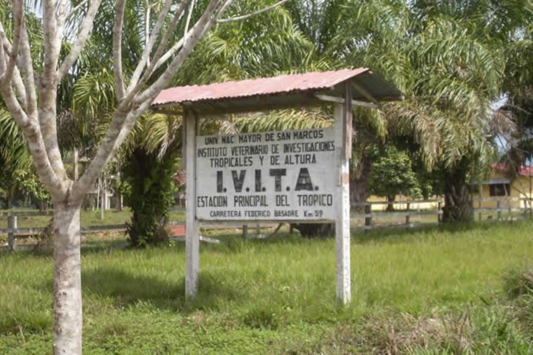 Universidad de San Marcos denuncia robo de 300 árboles de instituto de investigación Ivita que tiene como sede Pucallpa, en Ucayali.