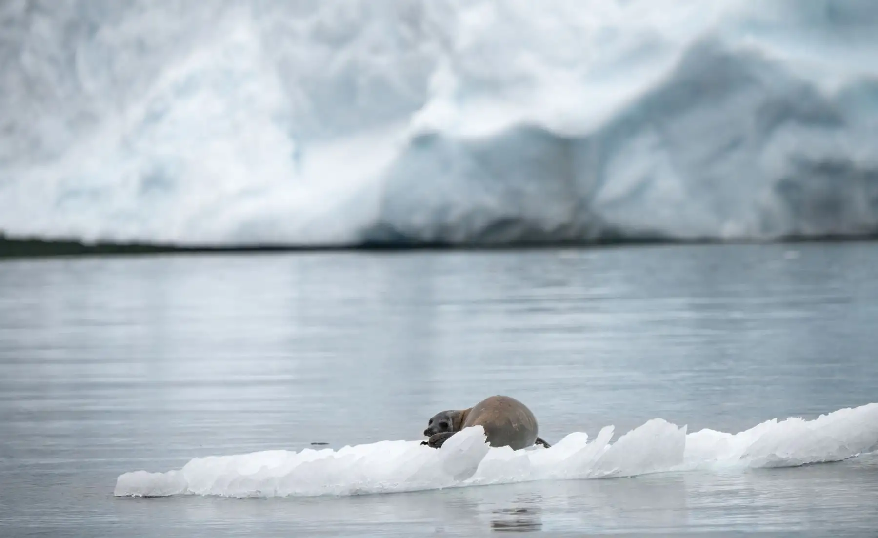 Una foca se encuentra en un iceberg frente a King