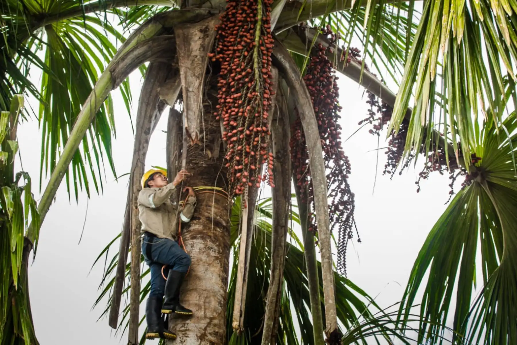 Expoamazónica 2019, que se celebrará en Iquitos, Loreto, priorizará la protección de los aguajales. ANDINA/Difusión