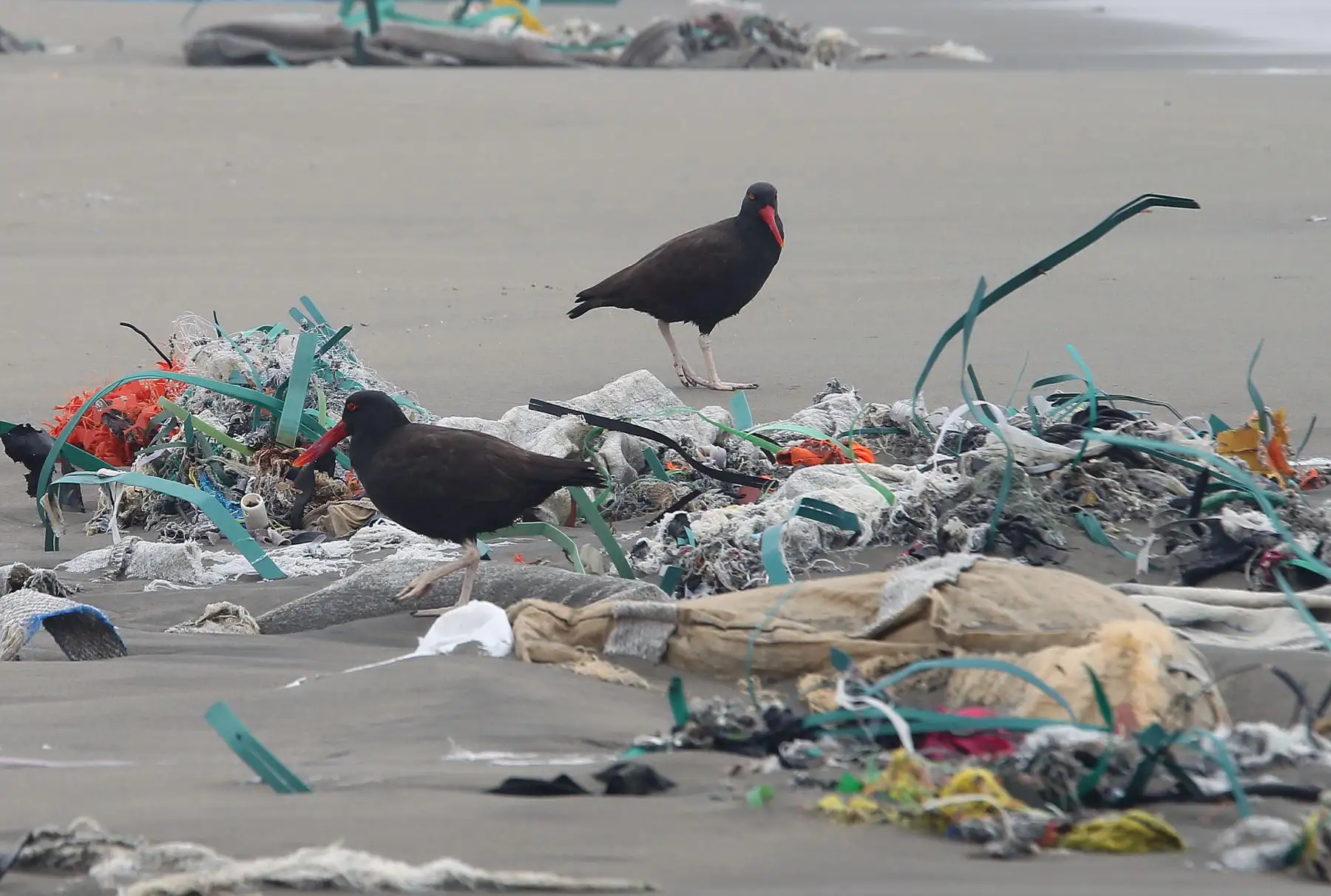 Contaminación en la playa Cavero en el distrito de Ventanilla se encuentra repleta  de plasticos  y desechos  .Foto: ANDINA/Norman Córdova