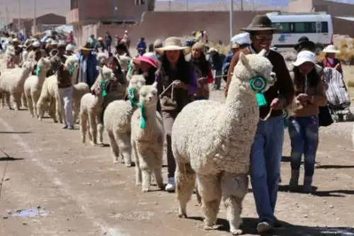 El programa Agroideas del Minagri destinará S/ 10 millones para cofinanciar planes de negocios de productores alpaqueros. ANDINA/Difusión