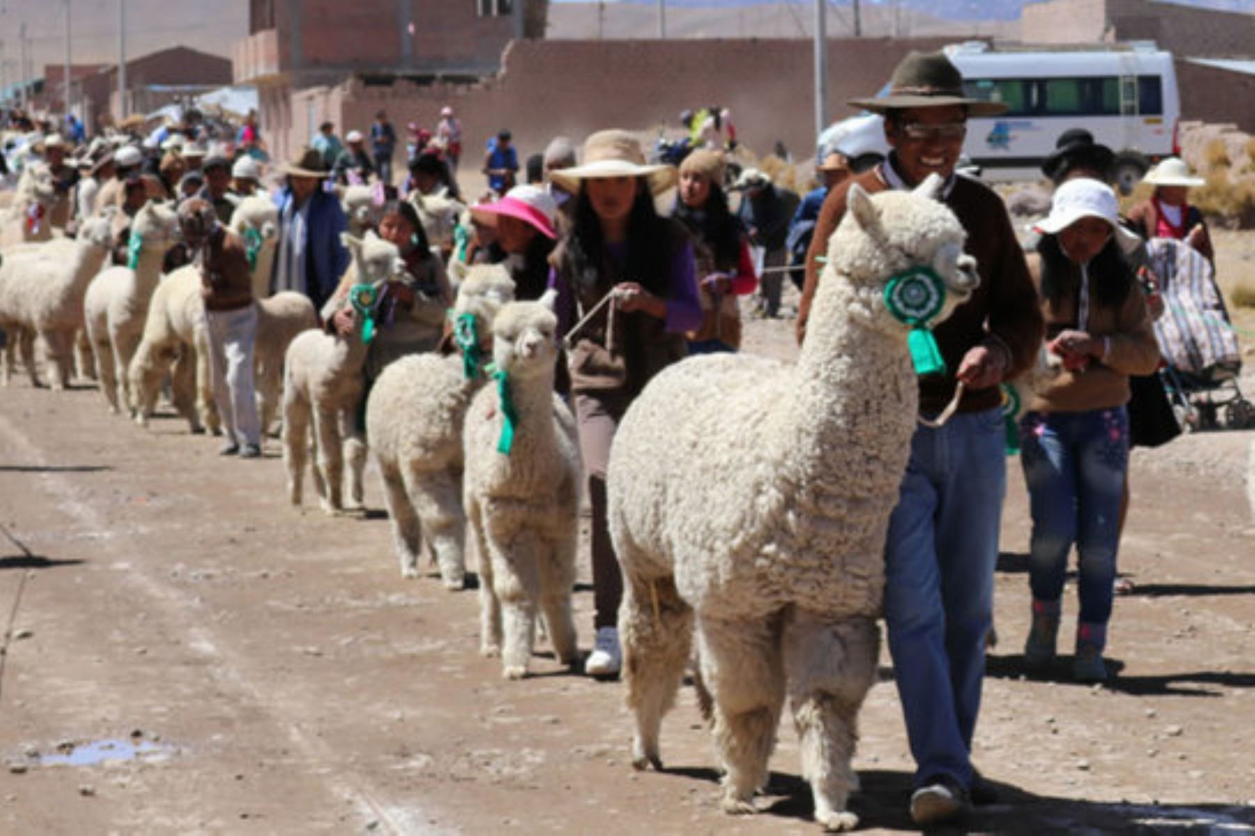 Puno es la primera región productora de alpaca del país con un 39.6 %, de acuerdo con estadísticas del Minagri.