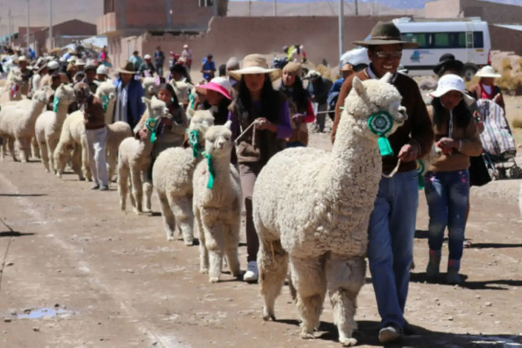 El programa Agroideas del Minagri destinará S/ 10 millones para cofinanciar planes de negocios de productores alpaqueros. ANDINA/Difusión