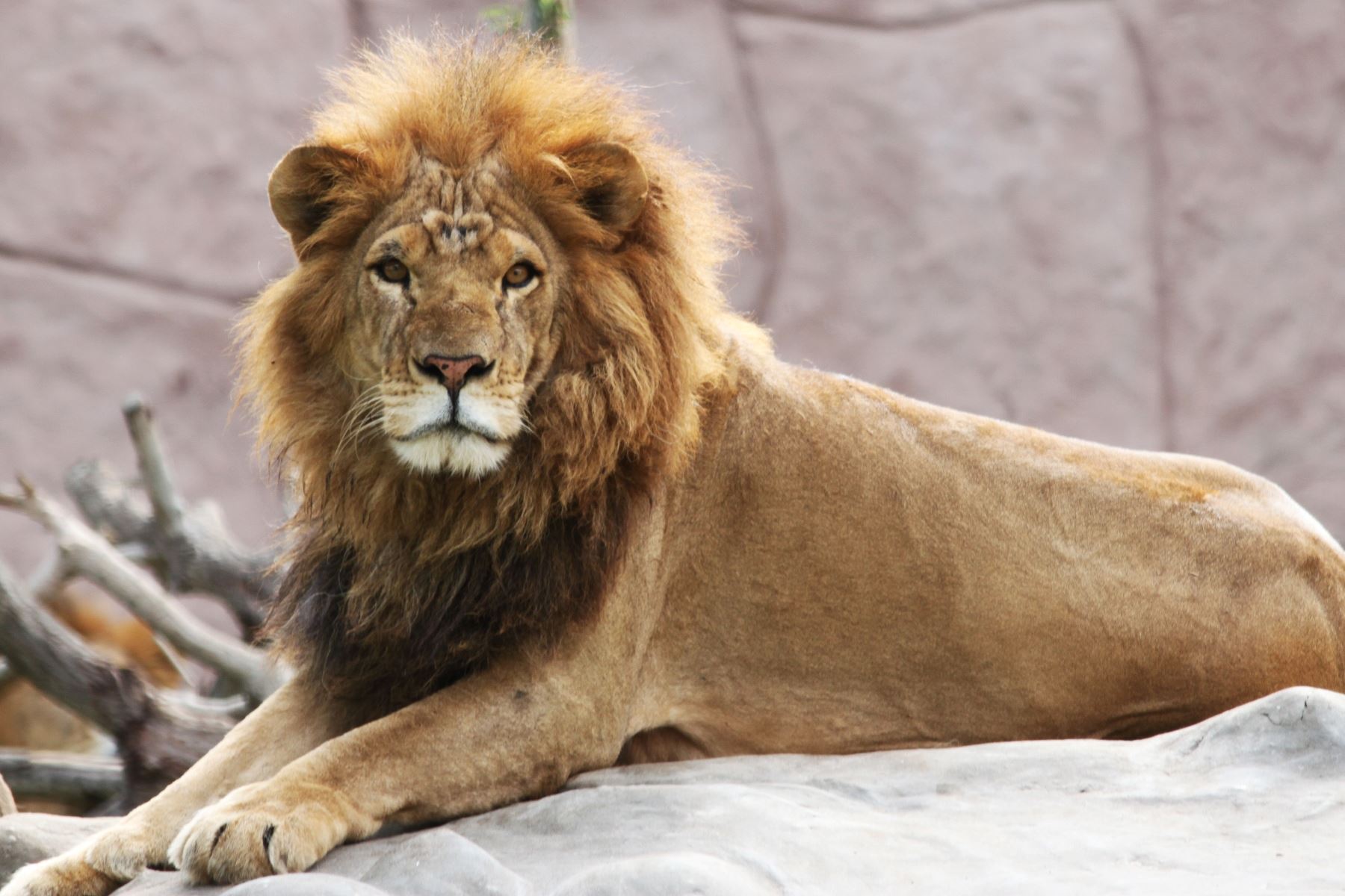 Visita el Parque de las Leyendas y conoce al verdadero rey león. Foto: ANDINA/Difusión.