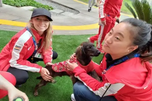 Perritos en Lima 2019 Foto: Lima: 2019