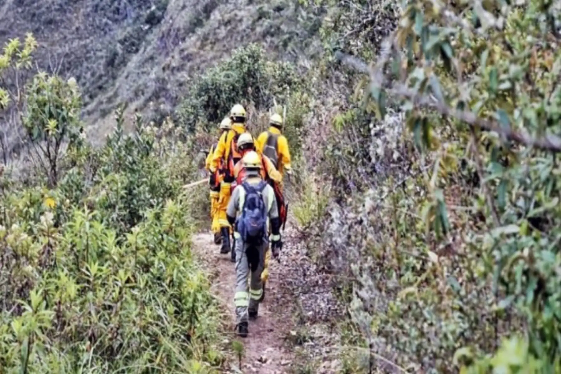 Los brigadistas del Ministerio de Cultura vienen despejando la espesa vegetación del cerro Barreta, en la región Amazonas, donde hace 4 días se originó un incendio forestal; a fin de implementar una trocha peatonal de tierra que, a su vez, forme una barrera natural para que el fuego no avance y se extinga.