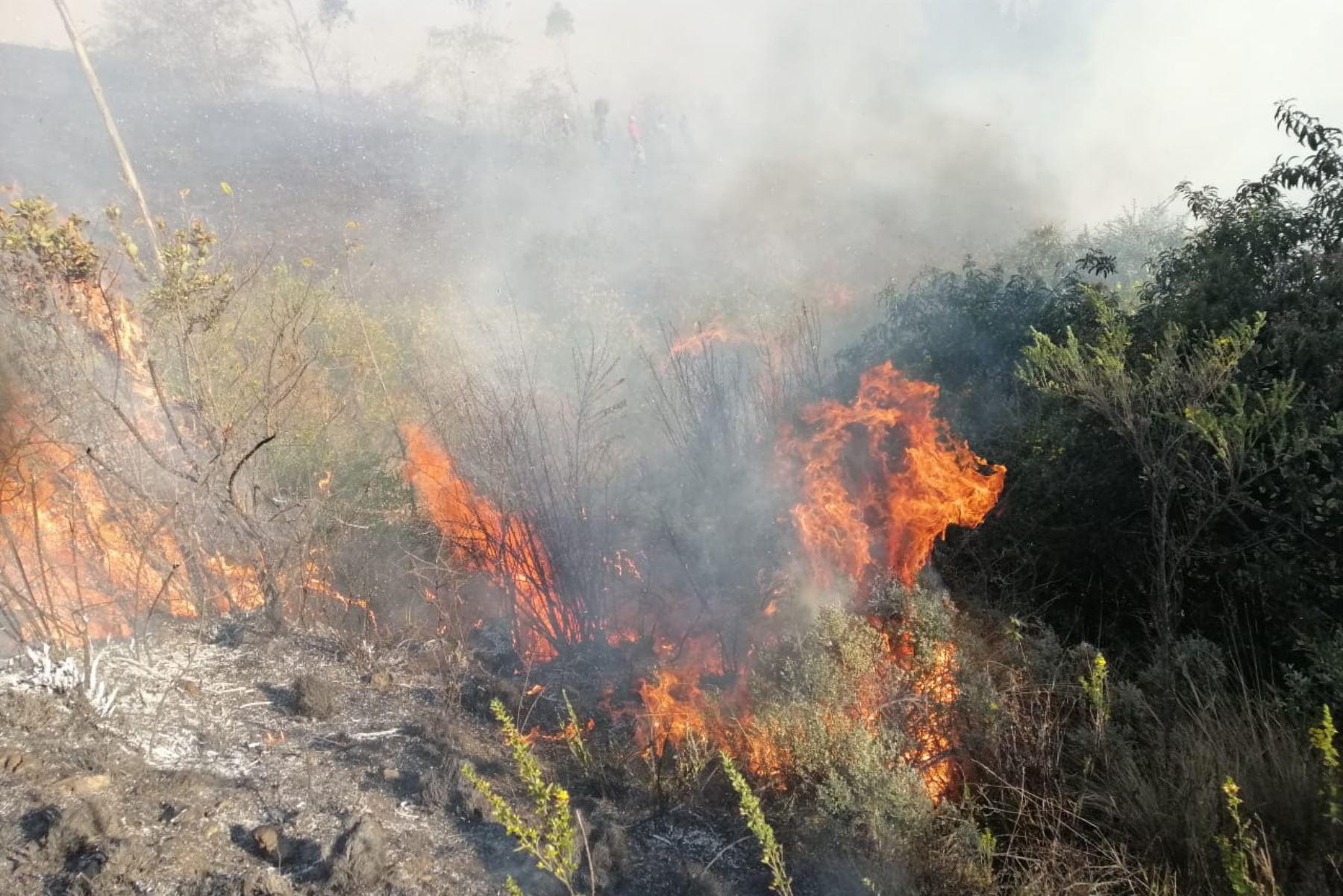 El Instituto Nacional de Defensa Civil ha reportado siete incendios forestales en la región Cusco, que han afectado cultivos y pastos naturales.