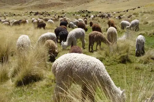 El Minargi implementará este año 2,265 cobertizos en las zonas altoandinas de Apurímac, Arequipa, Ayacucho, Cusco, Huancavelica, Moquegua, Pasco, Puno y Tacna.