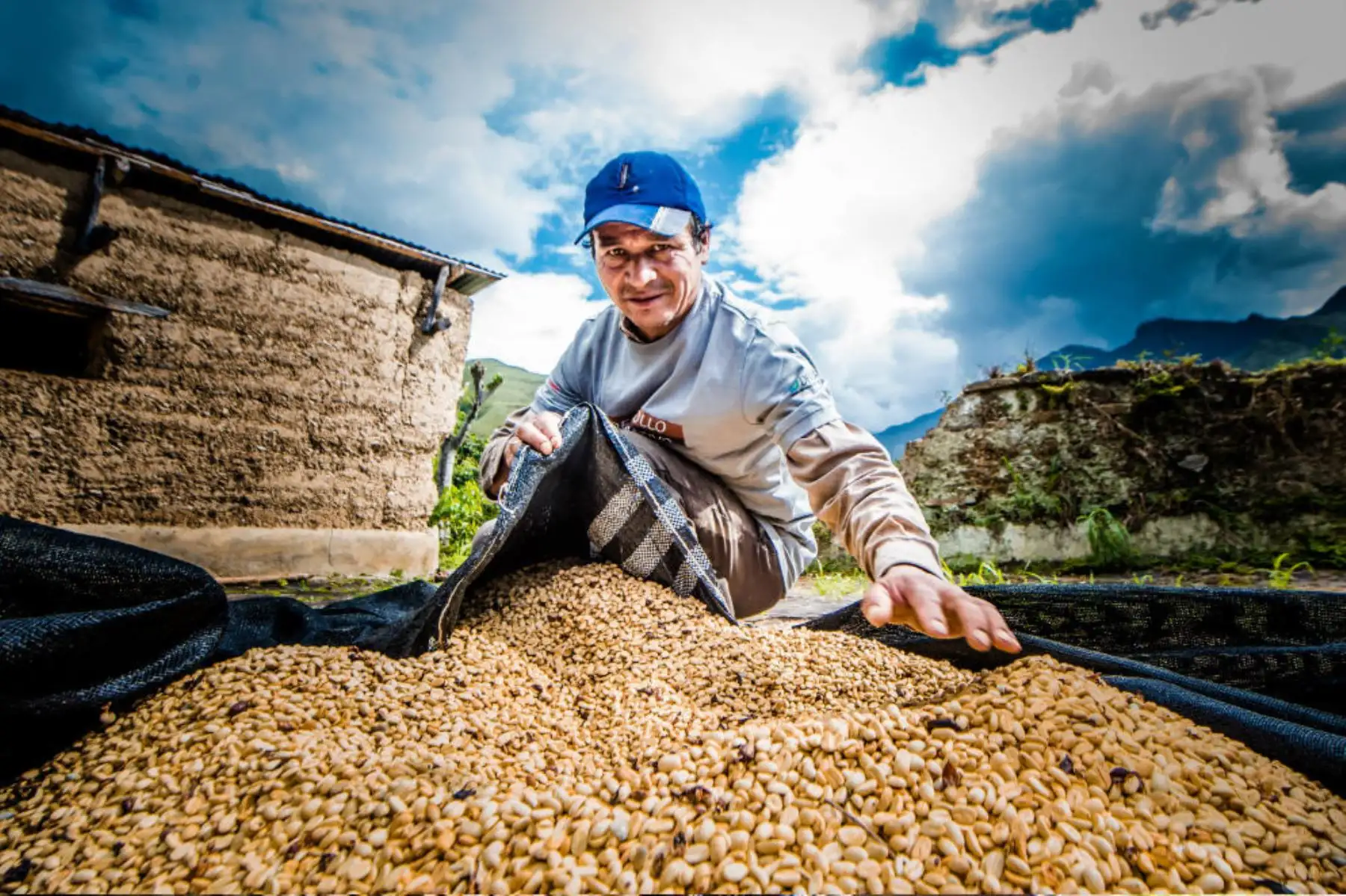 El café del valle del Monzón, región Huánuco, será saboreado por exigentes paladares de Europa. Foto: Devida