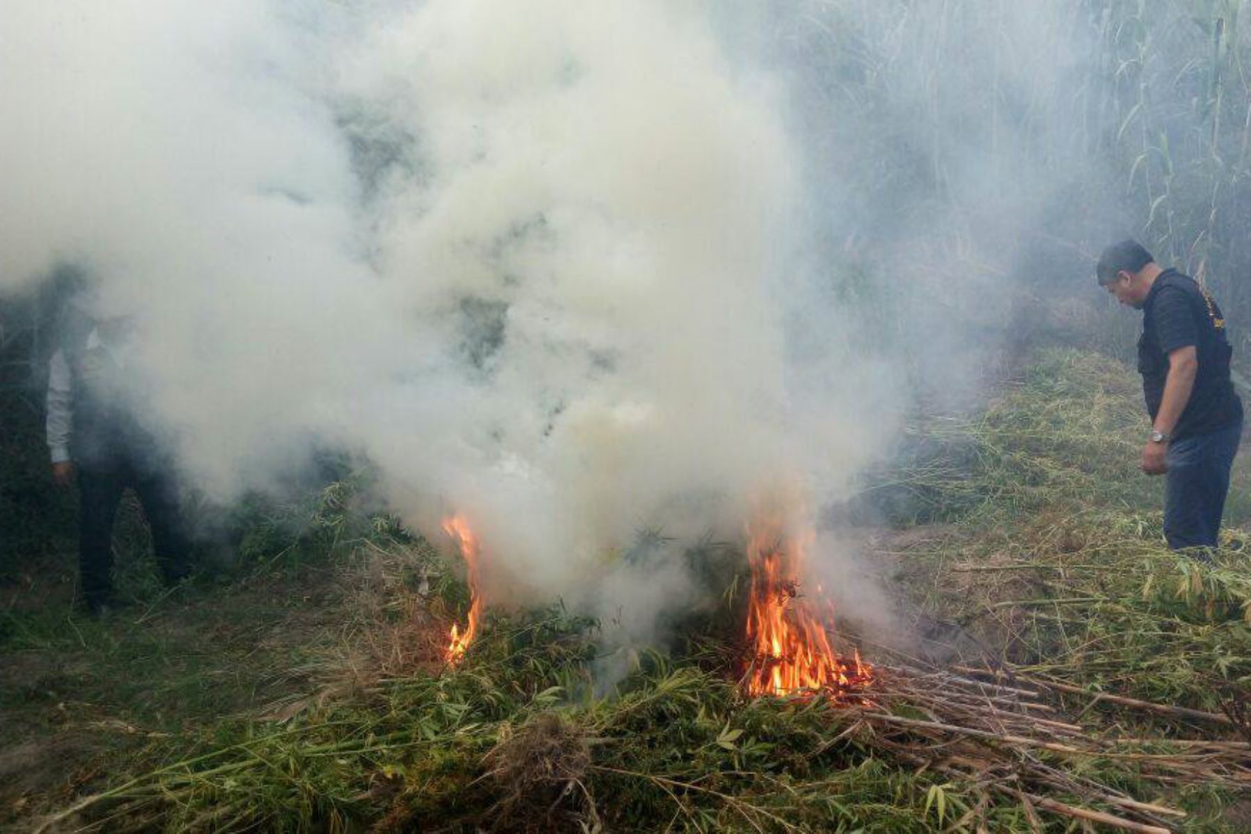 Efectivos de la PNP incineraron 5,900 plantones de marihuana, que fueron descubiertos en un caserío del distrito de Conchucos, en la región Áncash. Foto: ANDINA/Gonzalo Horna
