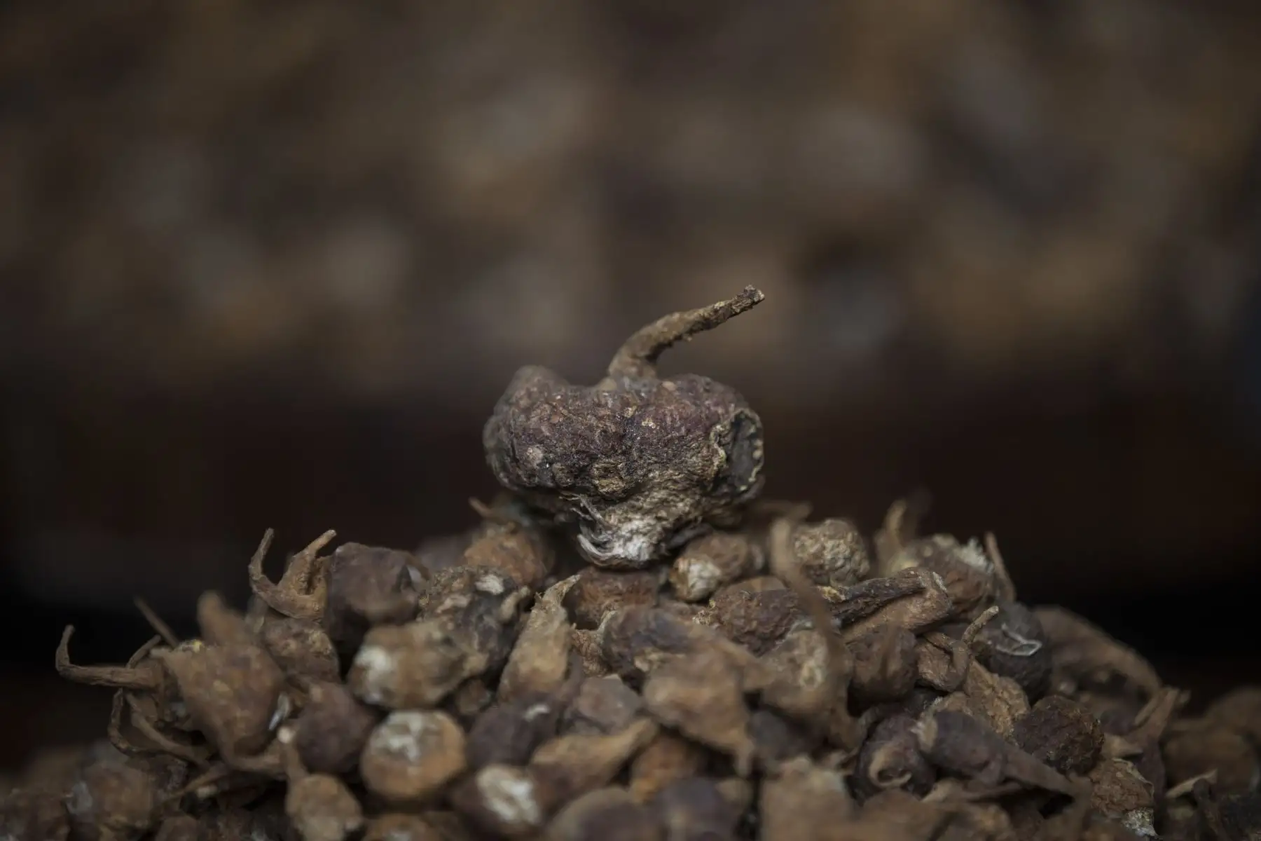 La maca contiene vitaminas del grupo B como la B1 y B2, que brindan energía; vitamina C que ayuda a prevenir el cáncer, a mantener los niveles óptimos de colesterol, prevenir las arrugas, y mantener el corazón sano. Foto: ANDINA/Miguel Mejía Castro