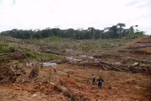 El Servicio Nacional Forestal y de Fauna Silvestre (Serfor) del Ministerio de Agricultura y Riego (Minagri) saluda la decisión del Poder Judicial de emitir sentencia condenatoria contra la empresa Cacao del Perú Norte SAC por los delitos de tráfico ilegal de productos forestales maderables y obstrucción de procedimiento, además del pago de una reparación civil de S/ 15’720,461.