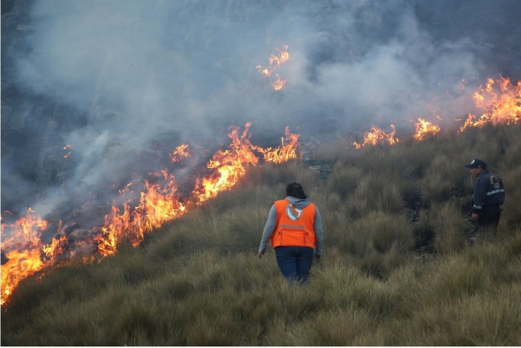 En lo que va del año el Serfor ha reportado 245 incendios forestales en diversas regiones del país.