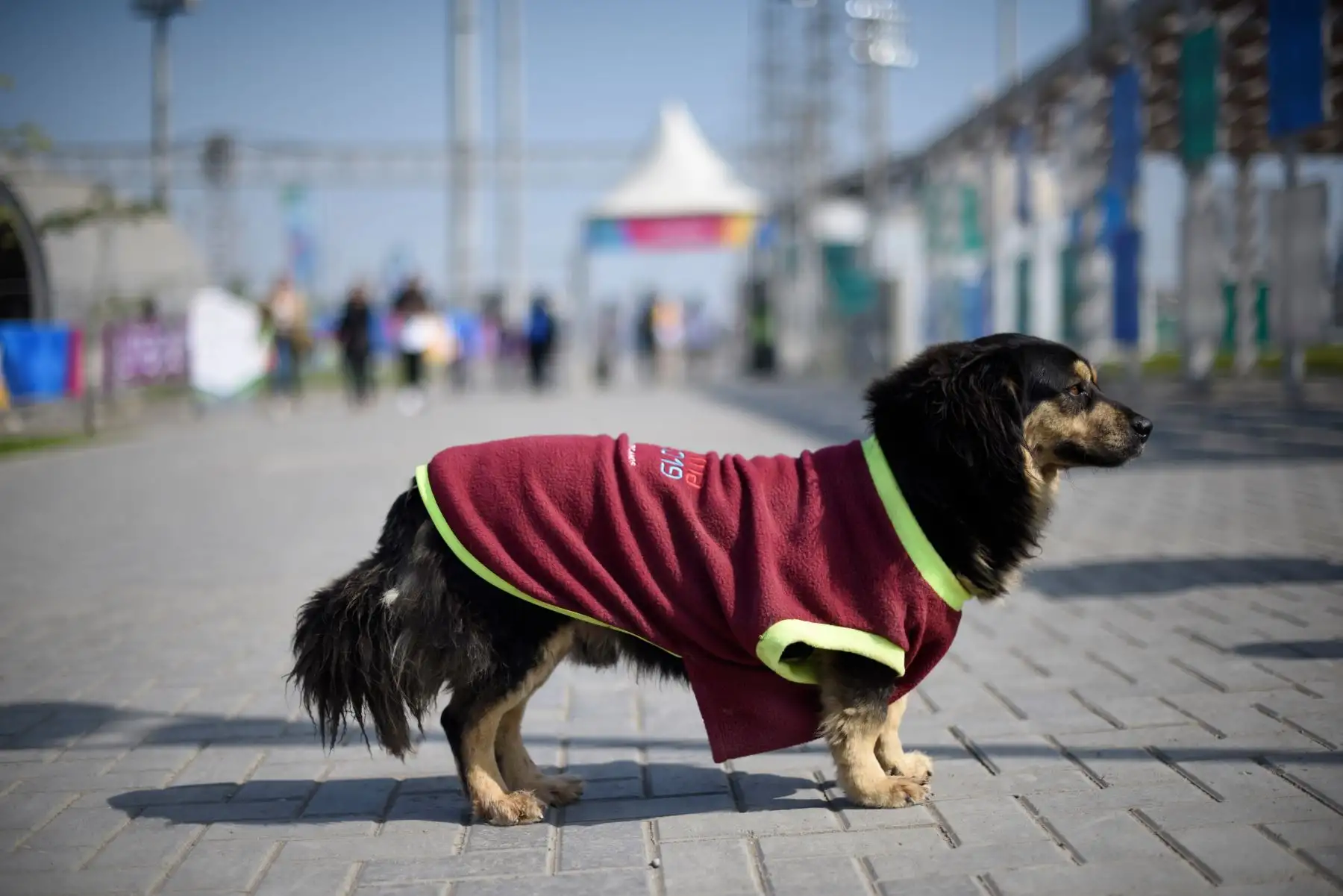 “Triunfo”, perrito de la calle adoptado por los voluntarios del Complejo Deportivo Villa María del Triunfo.   Foto: ANDINA/ Lima 2019