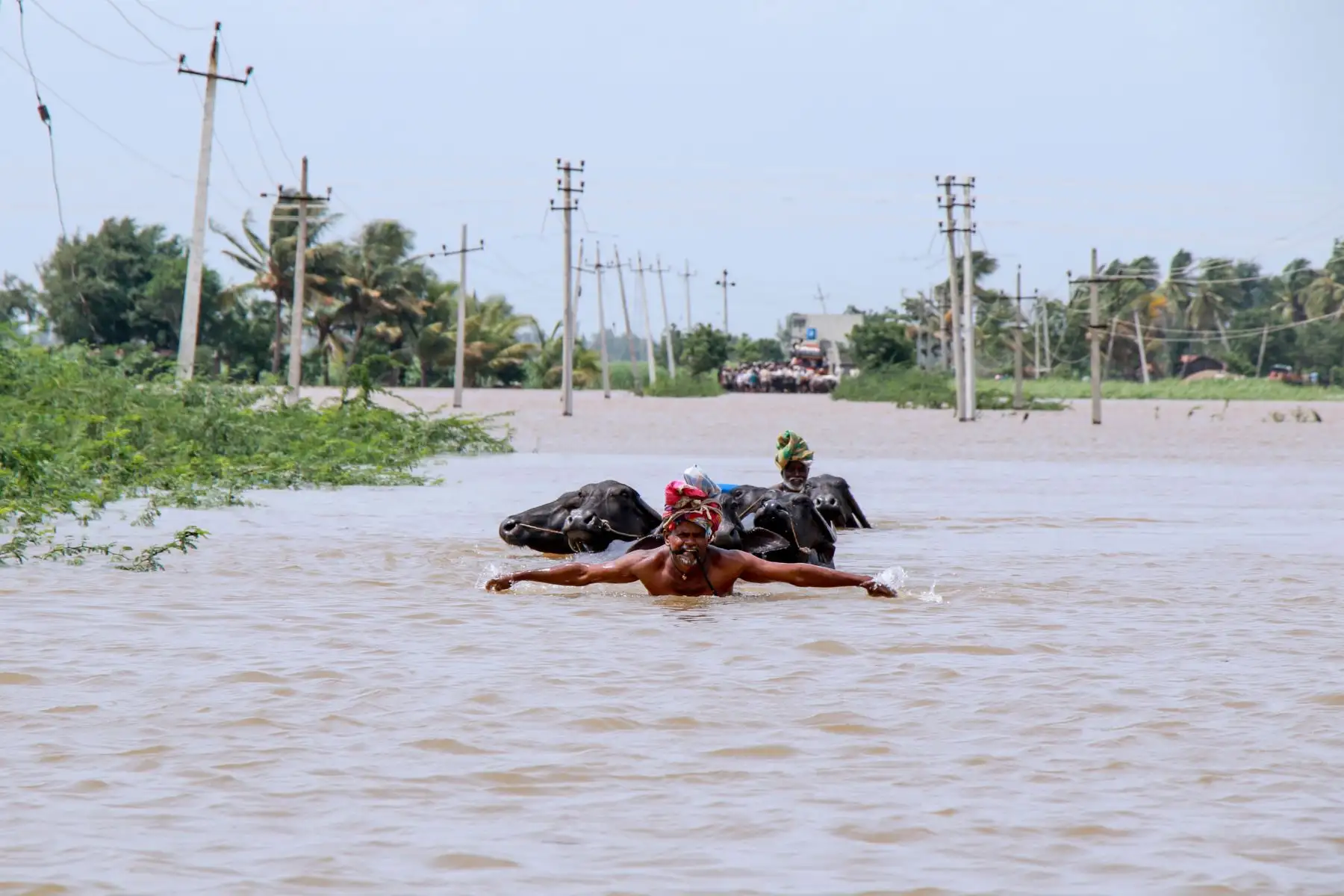 Un agricultor ayuda a su ganado a cruzar las aguas de la inundación  en el distrito de Belgaum, India. AFP