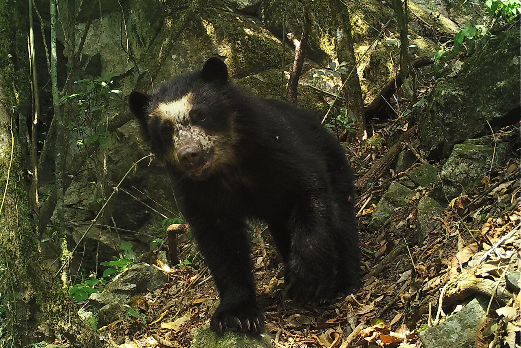 El oso de anteojos es una de las especies que vive en el Refugio de Vida Silvestre Bosques Nublados de Udima, en Cajamarca, captadas por 104 cámaras trampa instaladas en la zona. ANDINA/Difusión