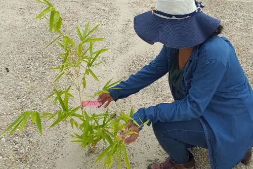 Serfor presentará proyectos para desarrollar productos y servicios del bosque en la feria Expoamazónica 2019 que se desarrollará en Iquitos, Loreto.