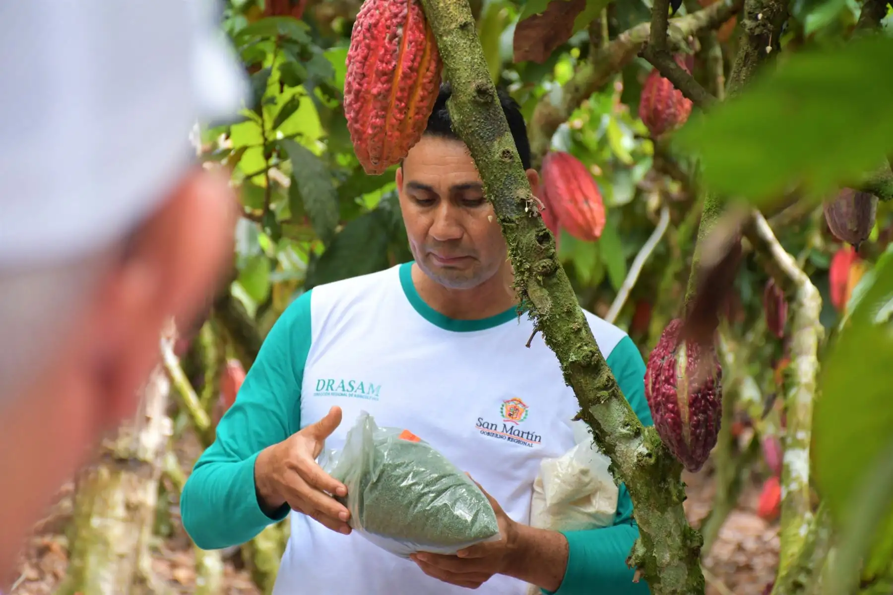 Investigación científica en San Martín logra reducir presencia de cadmio en plantas de cacao. ANDINA/Difusión