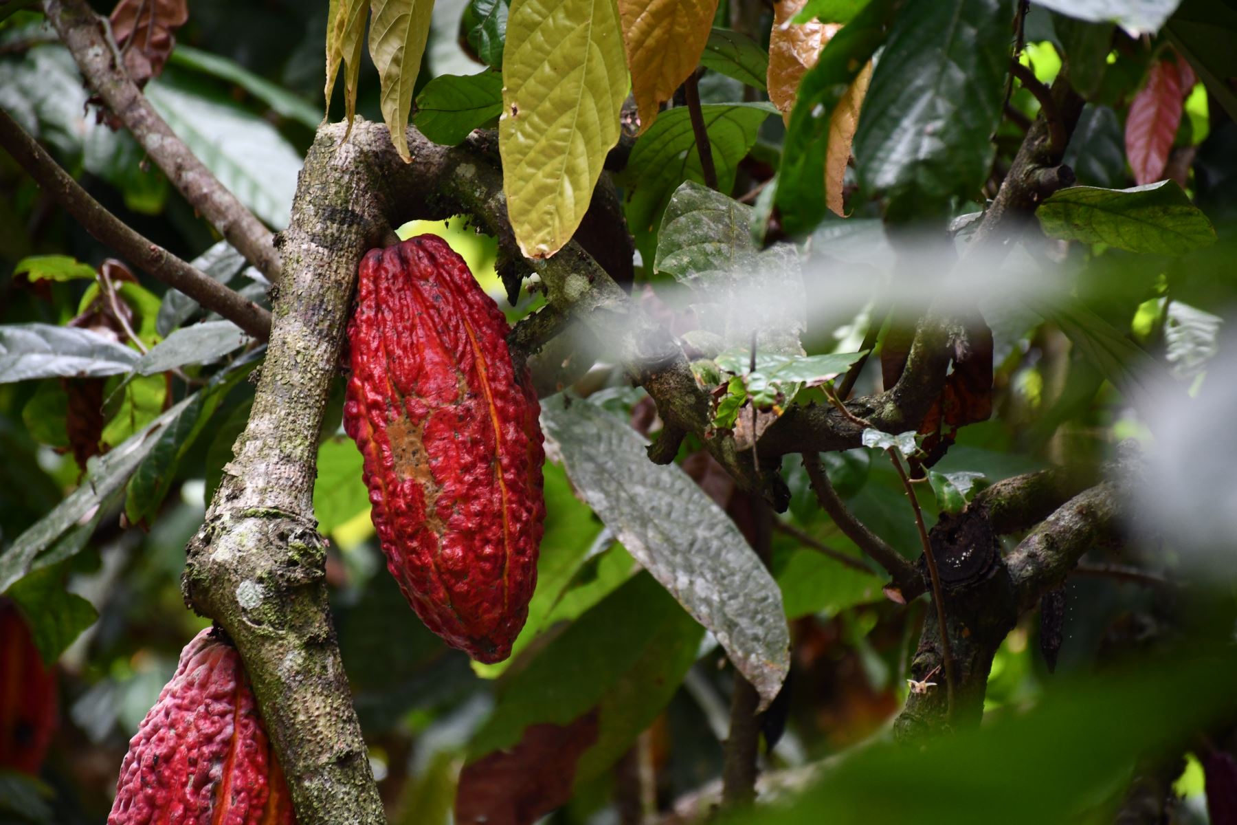 San Martín logra reducir nivel de cadmio en el cacao. ANDINA/Difusión