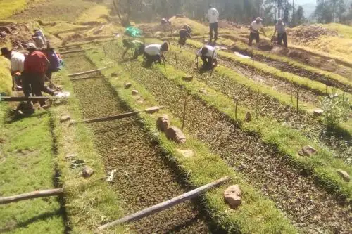 Sembrarán 51,333 plantones en zonas altoandinas de la región Áncash para promover conservación de suelos.