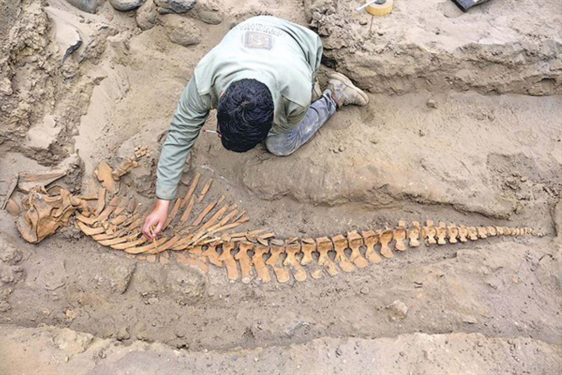 Restos óseos de cetáceos que sirvieron de ofrenda en cultura Moche descubiertos en el balneario trujillano de Huanchaco.