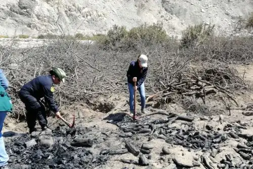 Fiscalía Especializada en Materia Ambiental del Santa  (Áncash) destruyó más de 50,000 kilos de carbón que eran procesados de manera ilegal.
