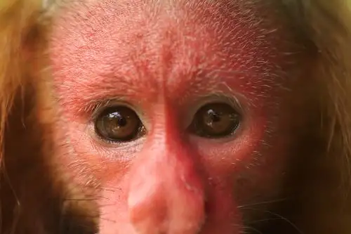 Plan Nacional de Conservación de Primates impulsa protección de 47 especies en Perú. Foto: Cortesía