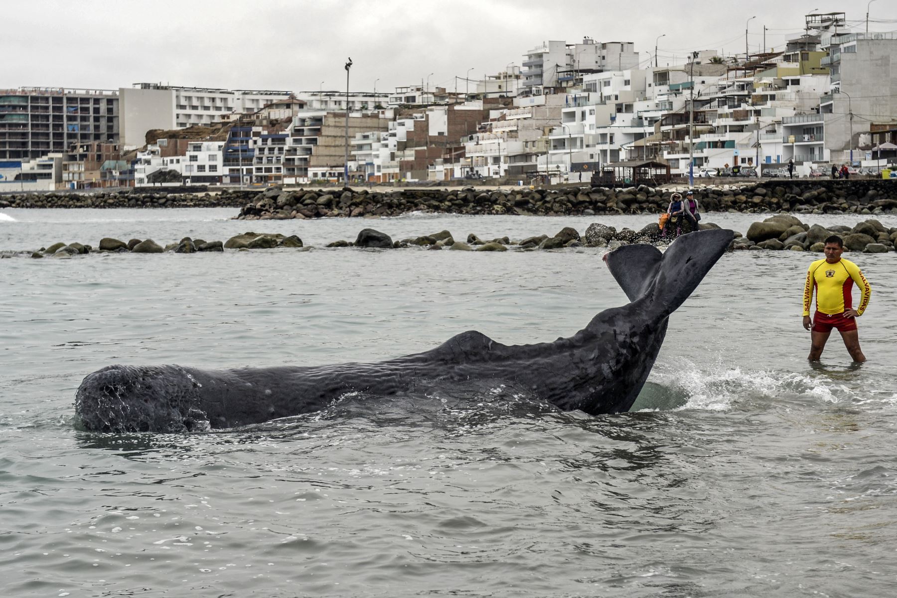 Un policía de rescate permanece junto a un cachalote de cinco metros de largo varado en la playa de San Bartolo. Los surfistas y policías salvaron  una ballena herida que permaneció varada algunas horas en una playa en el sur de Lima.
Foto: AFP