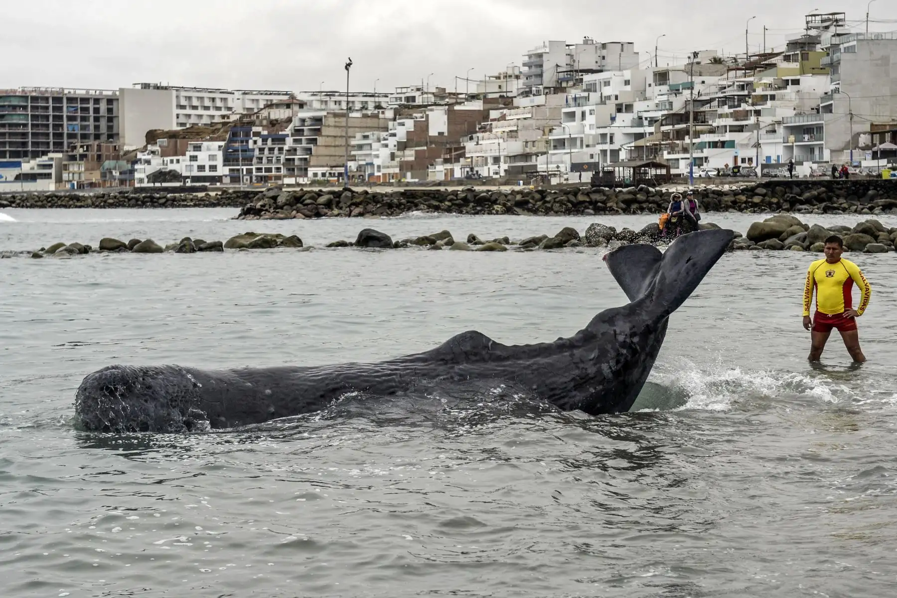 Un policía de rescate permanece junto a un cachalote de cinco metros de largo varado en la playa de San Bartolo. Los surfistas y policías salvaron  una ballena herida que permaneció varada algunas horas en una playa en el sur de Lima.
Foto: AFP