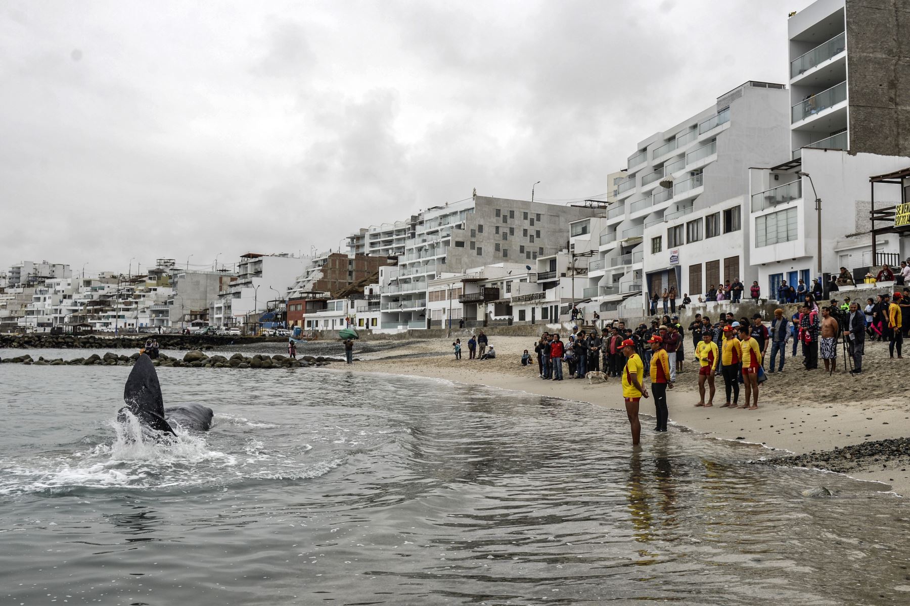 La gente mira un cachalote de cinco metros de largo varado en la playa de San Bartolo, en Lima. Los surfistas y los policías salvaron a una ballena herida que permaneció varada algunas horas en una playa en el sur de Lima.
Foto: AFP