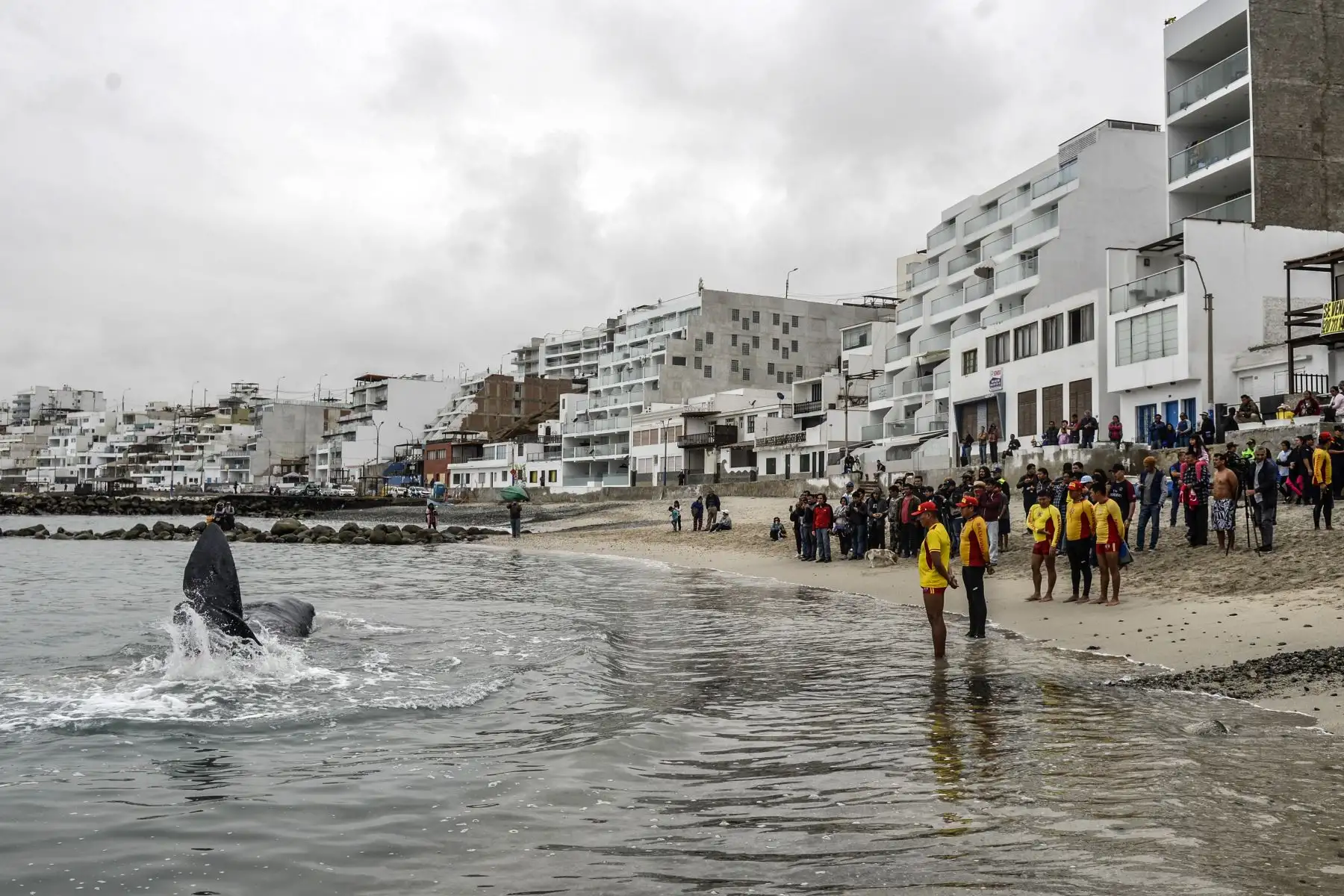 La gente mira un cachalote de cinco metros de largo varado en la playa de San Bartolo, en Lima. Los surfistas y los policías salvaron a una ballena herida que permaneció varada algunas horas en una playa en el sur de Lima.
Foto: AFP