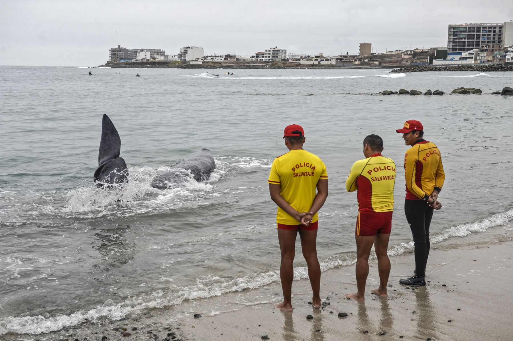 Policías de rescate observan un cachalote de cinco metros de largo varado en la playa de San Bartolo, en Lima.
Foto: AFP