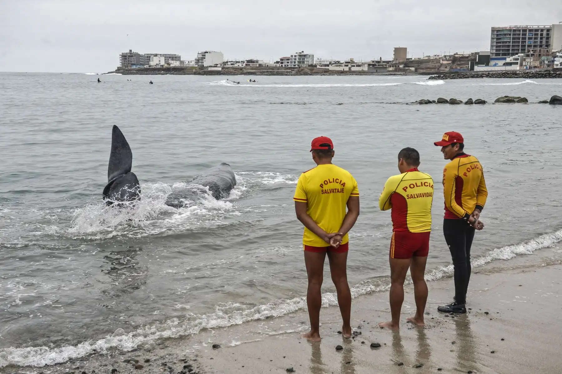 Policías de rescate observan un cachalote de cinco metros de largo varado en la playa de San Bartolo, en Lima.
Foto: AFP