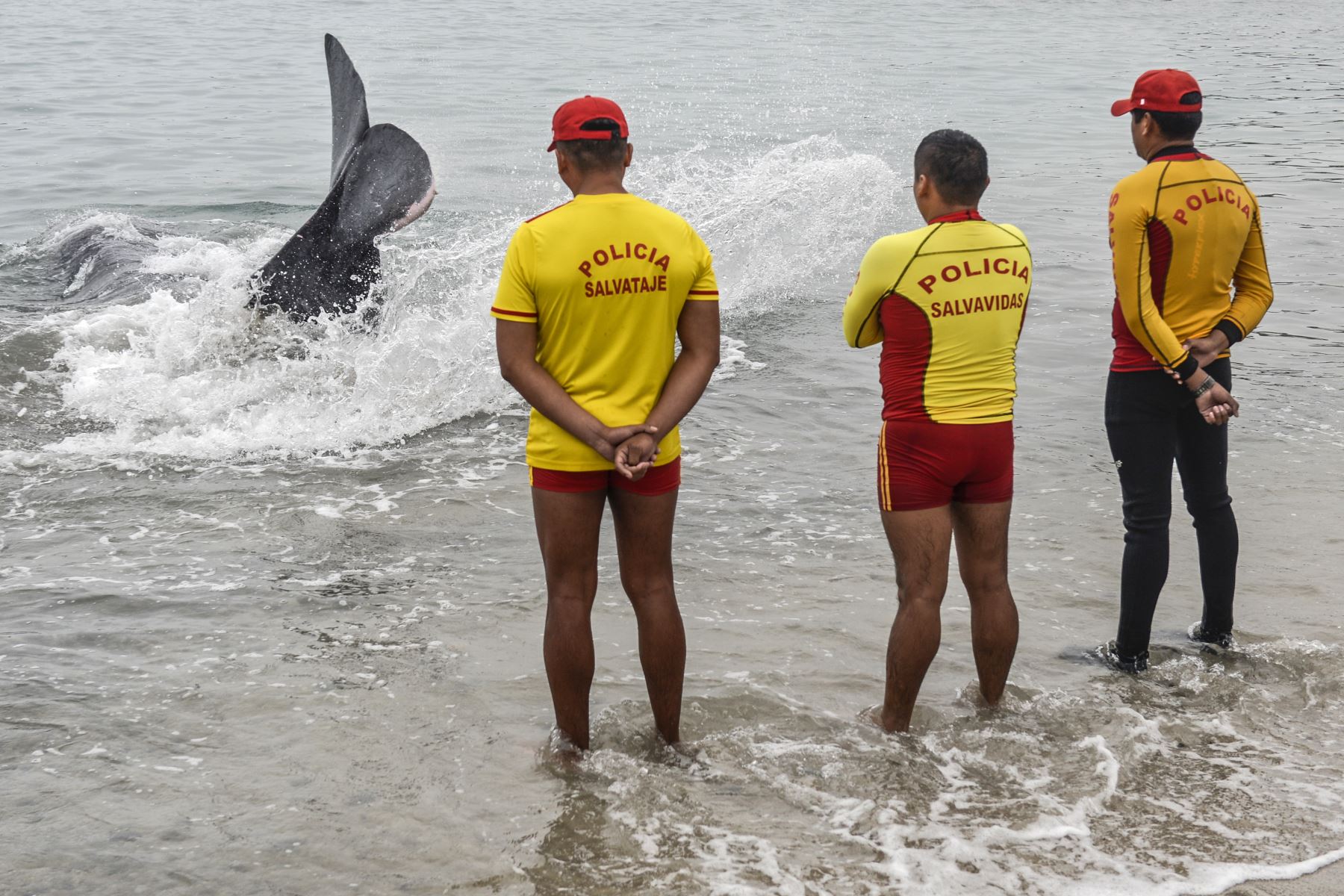 Policías de rescate observan un cachalote de cinco metros de largo varado en la playa de San Bartolo, en Lima.
Foto: AFP