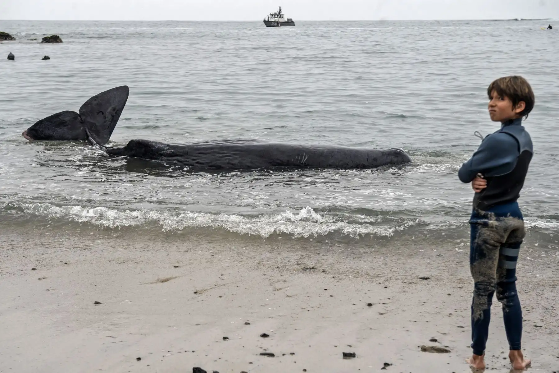Un niño permanece cerca de un cachalote de cinco metros de largo varado en la playa de San Bartolo, en Lima.
Foto: AFP