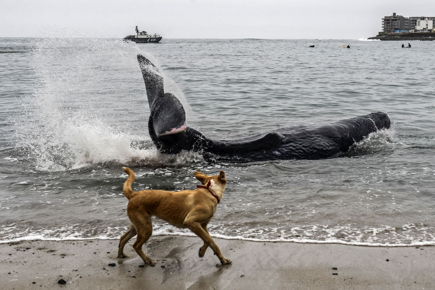 Un perro mira un cachalote de cinco metros de largo varado en la playa de San Bartolo, en Lima.
Foto: AFP