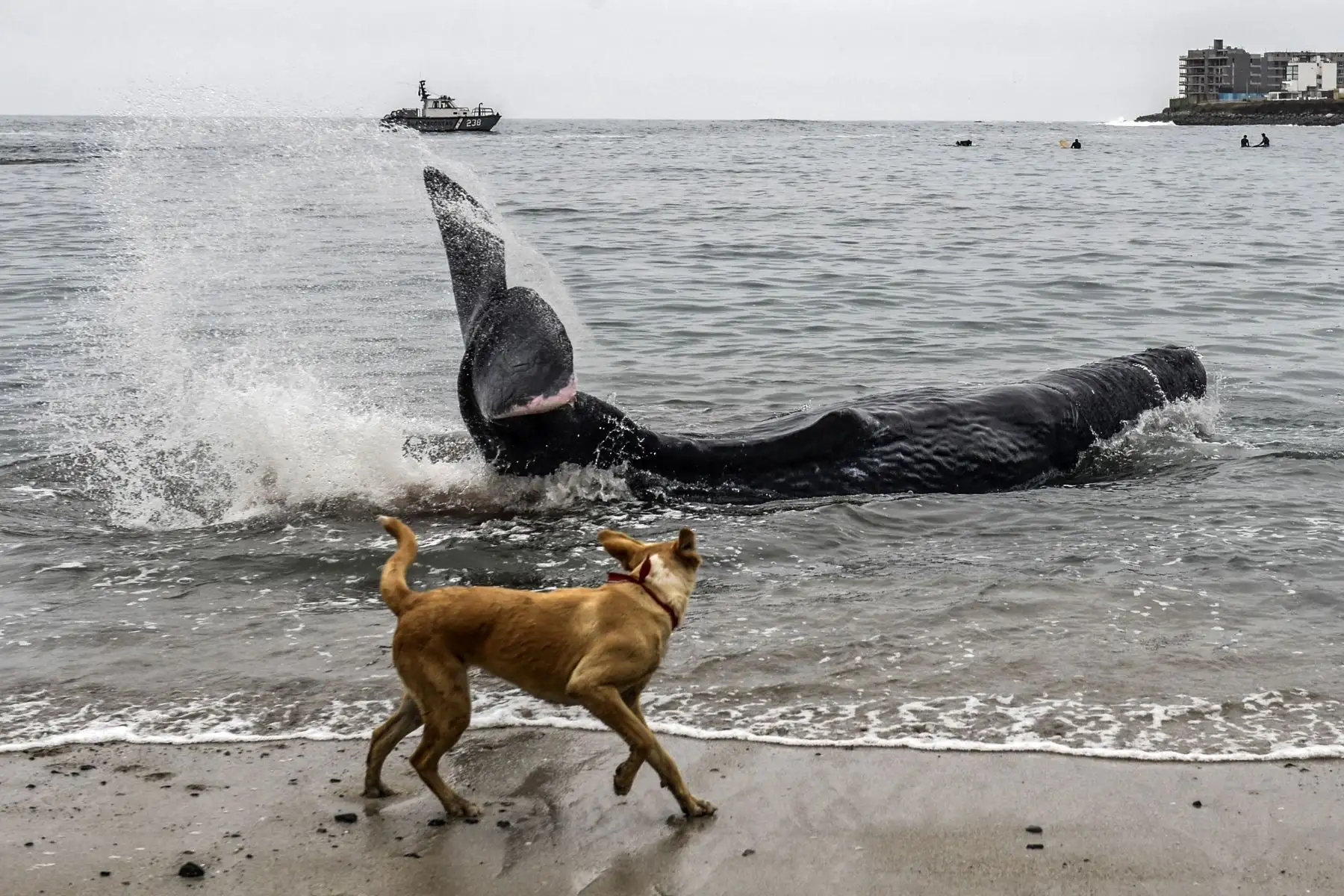 Un perro mira un cachalote de cinco metros de largo varado en la playa de San Bartolo, en Lima.
Foto: AFP