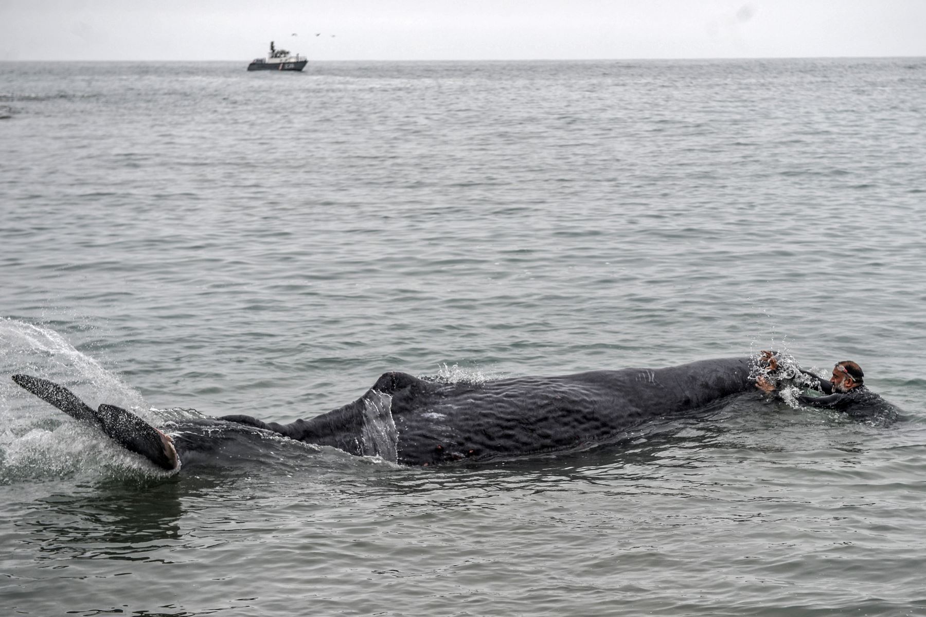 Un policía de rescate permanece junto a un cachalote de cinco metros de largo varado en la playa de San Bartolo. Los surfistas y policías salvaron una ballena herida que permaneció varada algunas horas en una playa en el sur de Lima. Foto: AFP