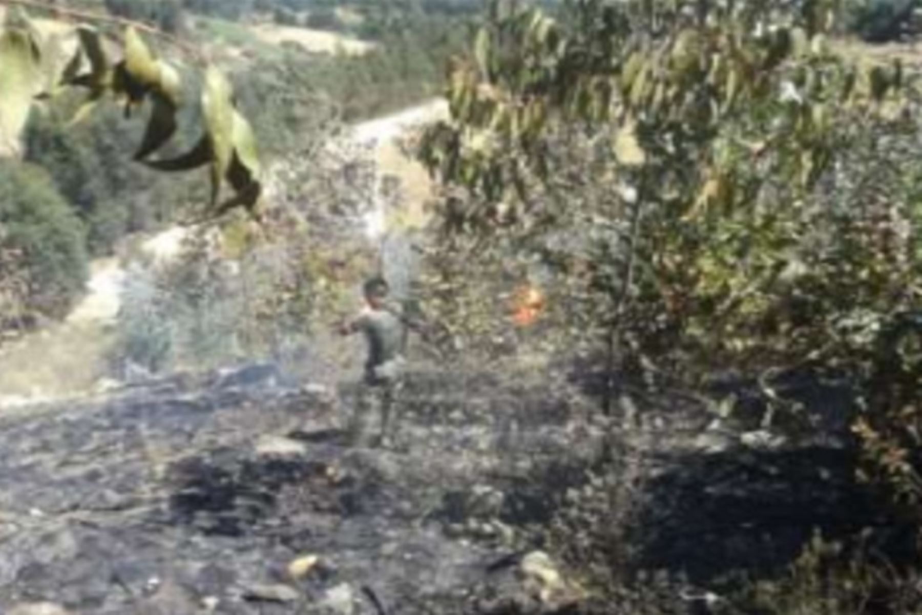 Por lo menos 200 hectáreas de cobertura natural fueron dañadas por el incendio forestal registrado en Huamanchuco, capital de la provincia liberteña de Sánchez Carrión.