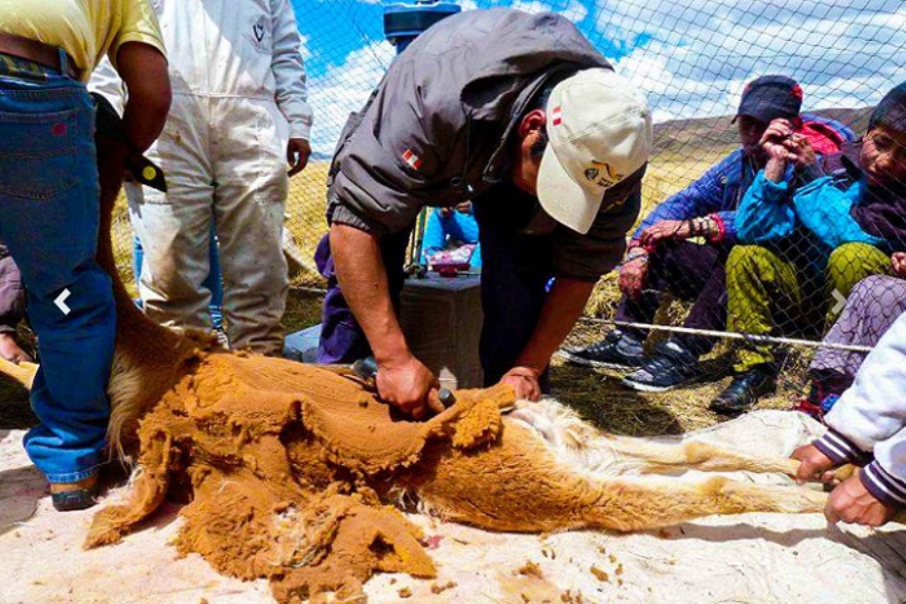 En medio de gran expectativa se inició hoy la segunda jornada del chaccu de vicuñas en la zona denominada Maurur del distrito de San Pedro de Pilas, provincia de Yauyos, región Lima.