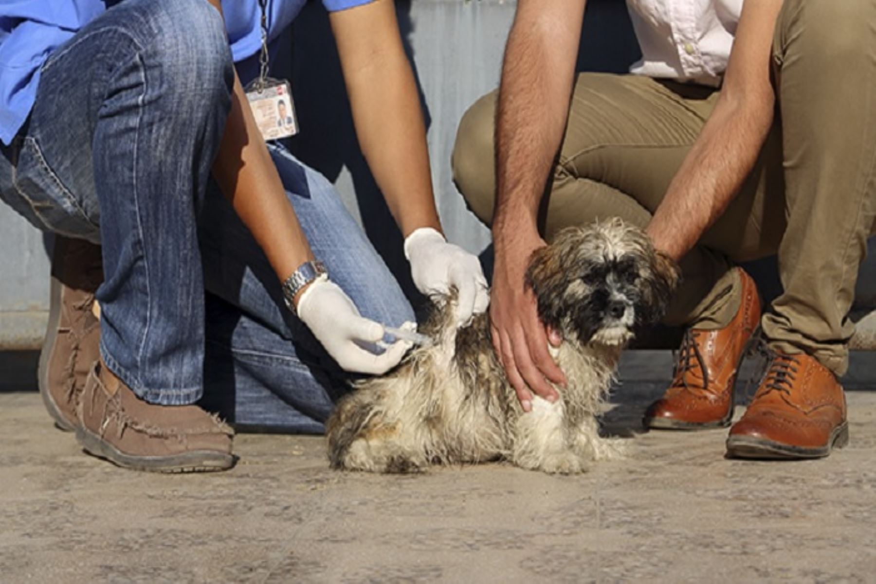 El Ministerio de Salud (Minsa) entregó 117, 296 dosis de vacuna antirrábica canina a la Dirección Regional de Salud (Diresa) Cusco, para que continúen con las actividades de vacunación y puedan controlar el brote de rabia canina en el distrito de Santo Tomás, provincia de Chumbivilcas.