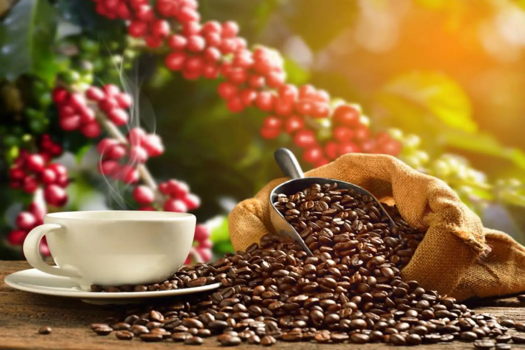 Día del Café peruano: conoce el valor nutritivo del café producido en el Vraem