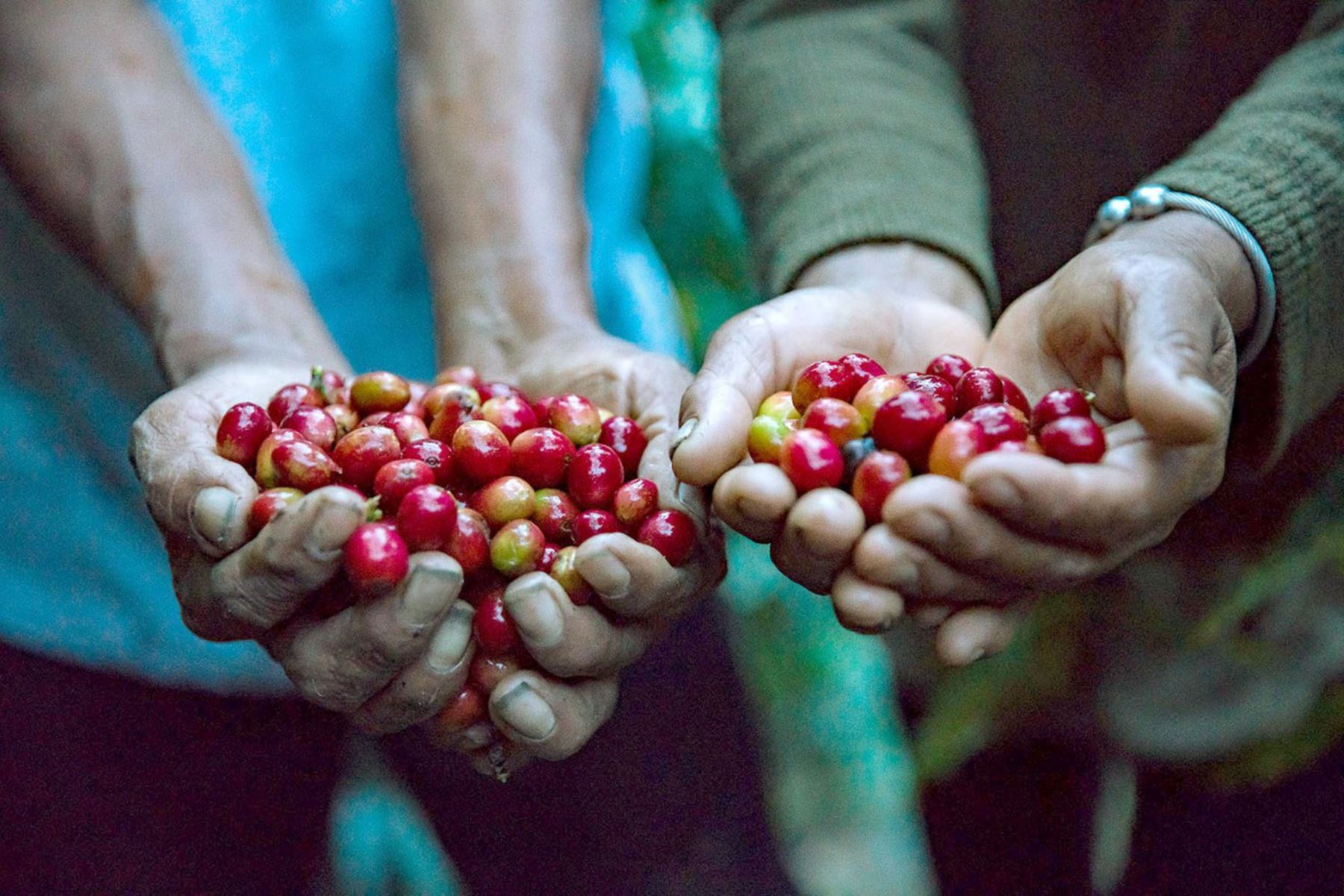 INIA potencia calidad y rendimiento del cultivo de café de más de 50,000 cafetaleros