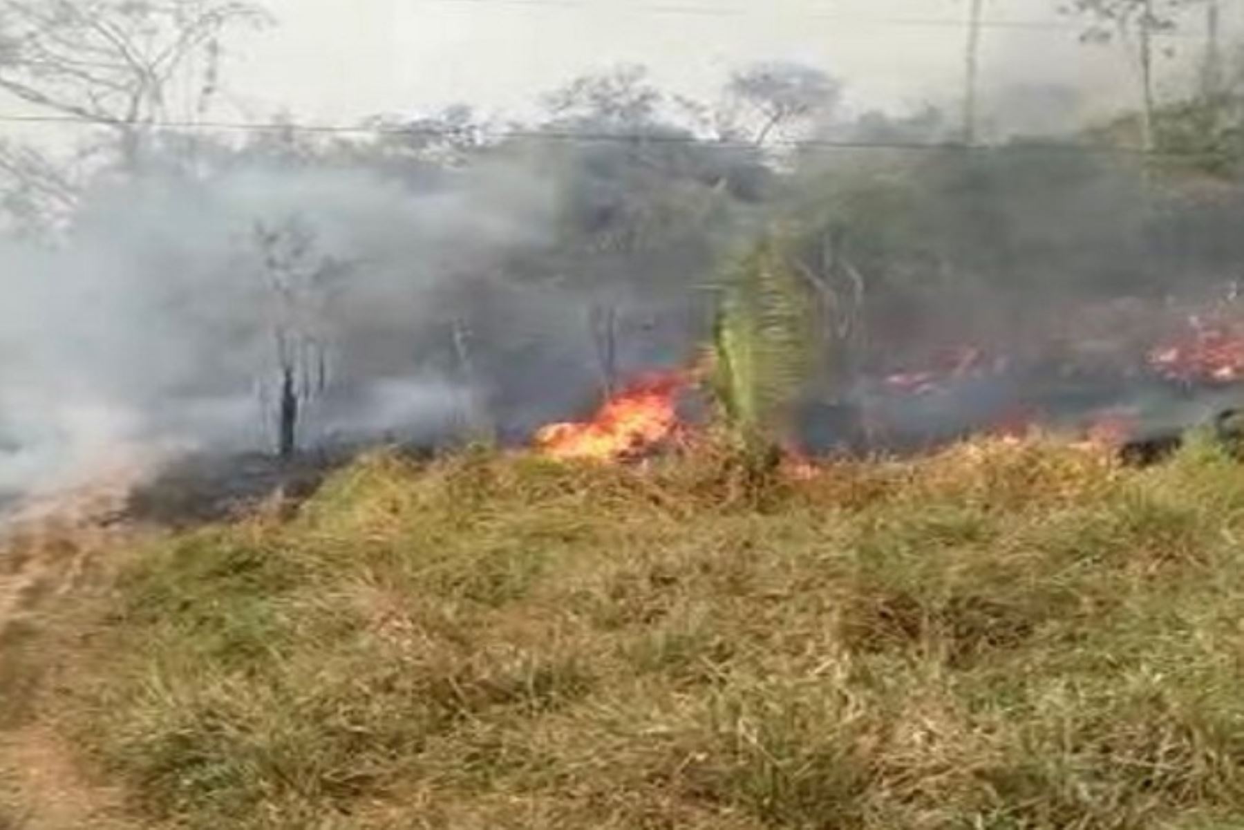 Un incendio forestal de leve magnitud se registra en el sector denominado República, en el distrito de Iberia, provincia de Tahuamanu, en la región Madre de Dios, informó el jefe del Centro de Operaciones de Emergencia Regional (COER), Mario Usca Mandujano.
