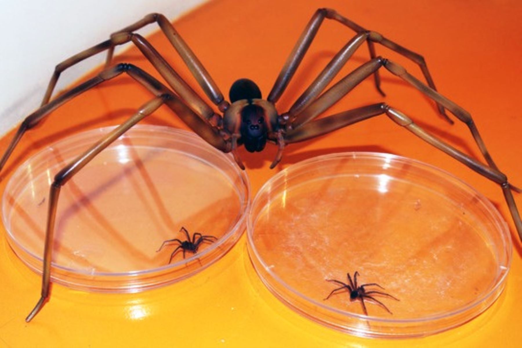¡Cuidado! Mordeduras de arañas caseras se incrementan en invierno. Foto: ANDINA/Difusión.