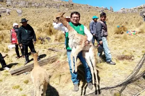Pobladores de comunidad campesina celebran Festival del Chaccu en Santiago de Chuco, en La Libertad.